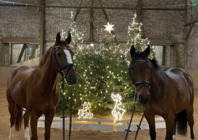 Und sogar unser Schulpferde feiern Weihnachten